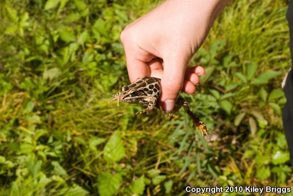 Pickerel Frog (Lithobates palustris)