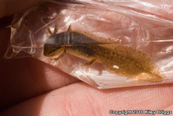 Red-Spotted Newt (Notophthalmus viridescens viridescens)