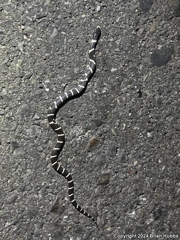 California Kingsnake (Lampropeltis getula californiae)