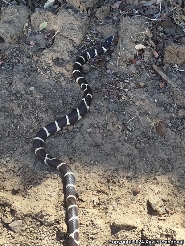Common Kingsnake (Lampropeltis getula)