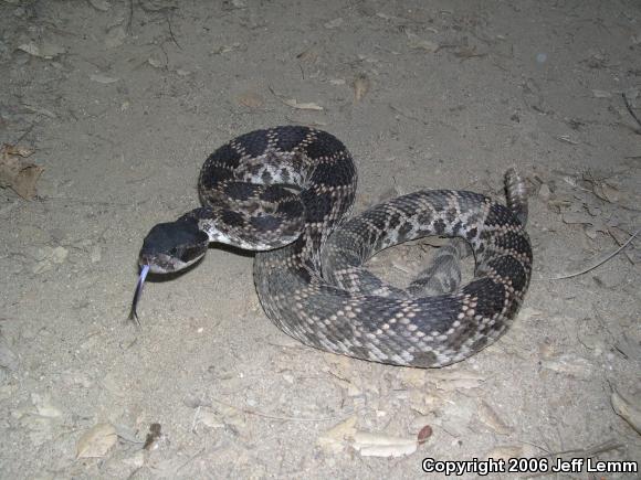 Southern Pacific Rattlesnake (Crotalus oreganus helleri)