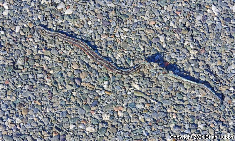 Valley Gartersnake (Thamnophis sirtalis fitchi)