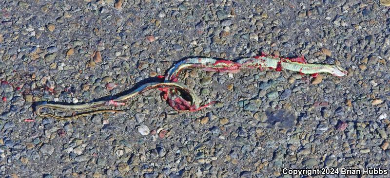 Valley Gartersnake (Thamnophis sirtalis fitchi)