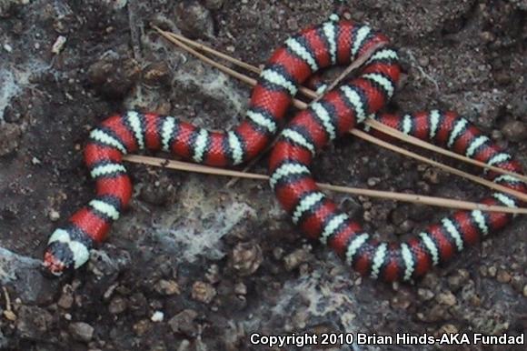 Baja California Mountain Kingsnake (Lampropeltis zonata agalma)