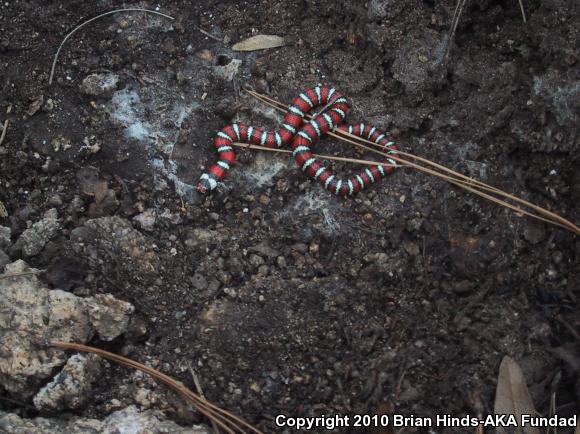 Baja California Mountain Kingsnake (Lampropeltis zonata agalma)