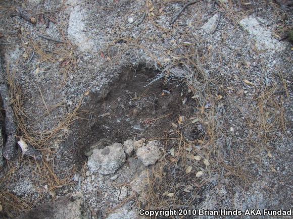 Baja California Mountain Kingsnake (Lampropeltis zonata agalma)