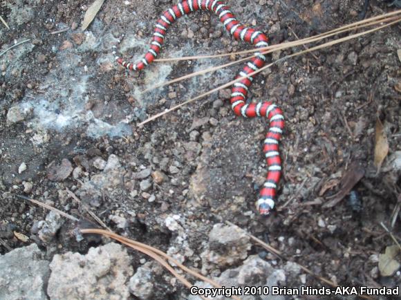 Baja California Mountain Kingsnake (Lampropeltis zonata agalma)