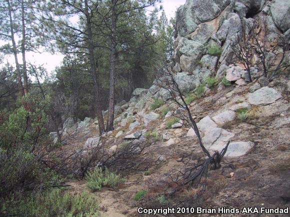 Baja California Mountain Kingsnake (Lampropeltis zonata agalma)