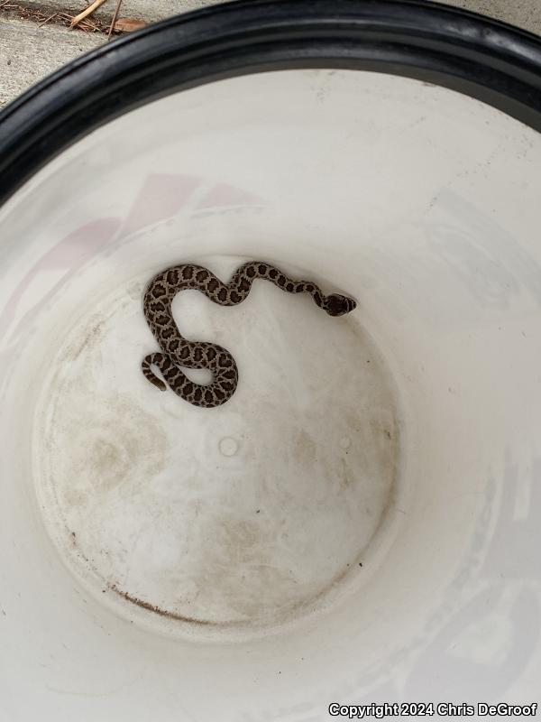 Southern Pacific Rattlesnake (Crotalus oreganus helleri)