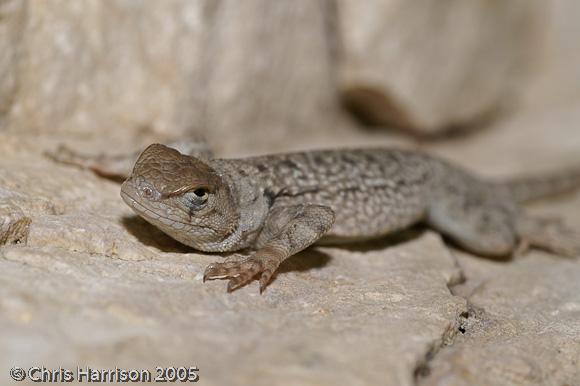 Merriam's Canyon Lizard (Sceloporus merriami merriami)