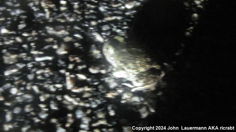 Western Spadefoot (Spea hammondii)