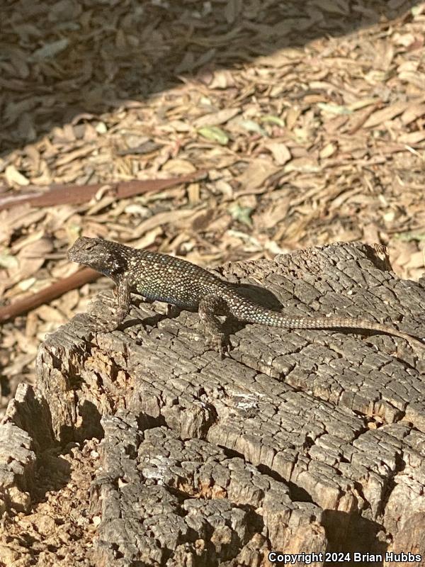 NorthWestern Fence Lizard (Sceloporus occidentalis occidentalis)