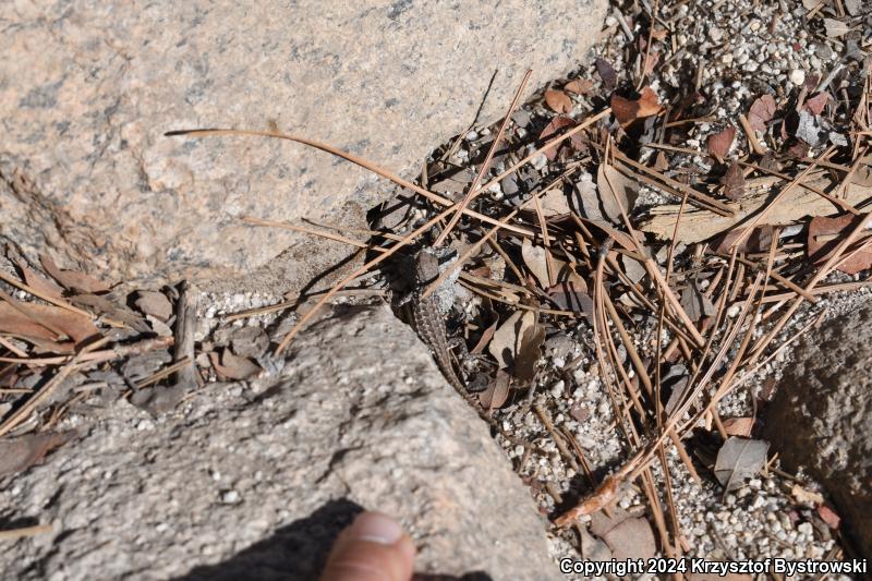 Western Fence Lizard (Sceloporus occidentalis)