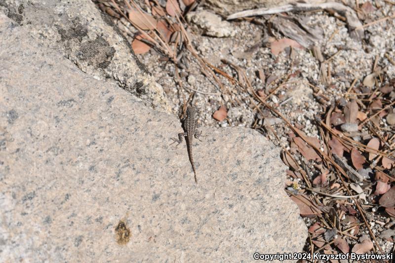 Western Fence Lizard (Sceloporus occidentalis)