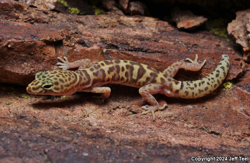 Desert Banded Gecko (Coleonyx variegatus variegatus)