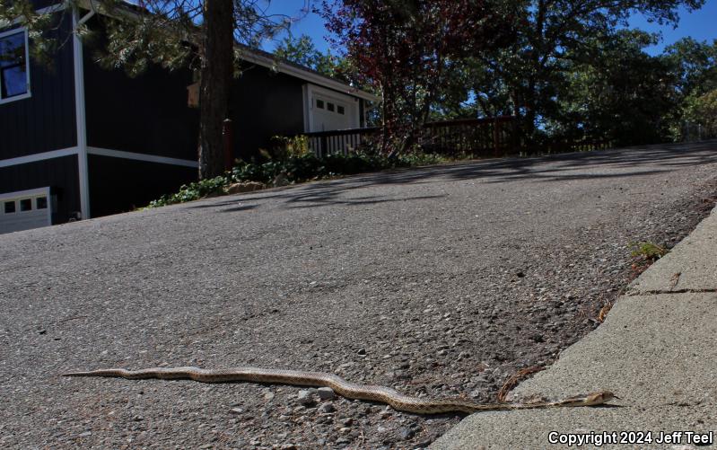 San Diego Gopher Snake (Pituophis catenifer annectens)
