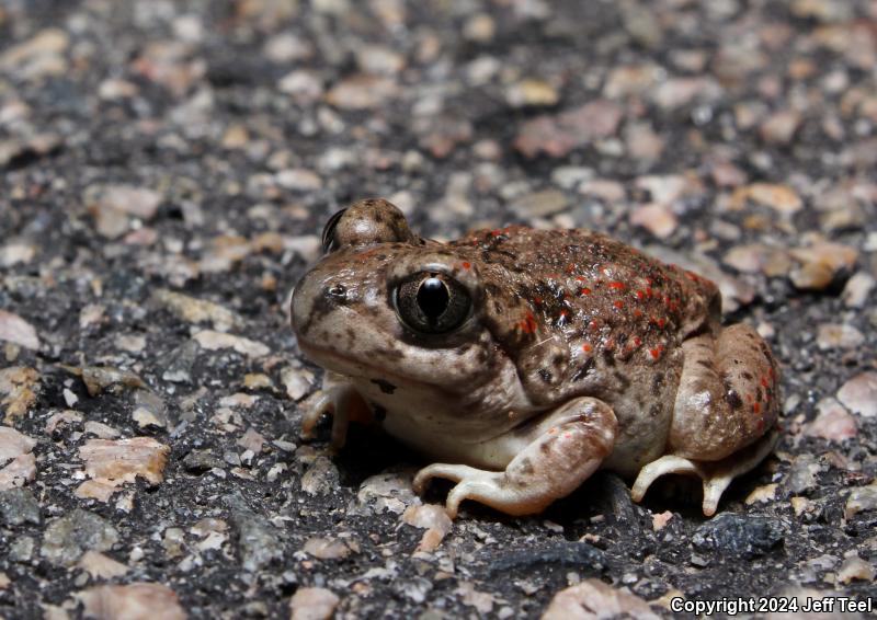 Mexican Spadefoot (Spea multiplicata)