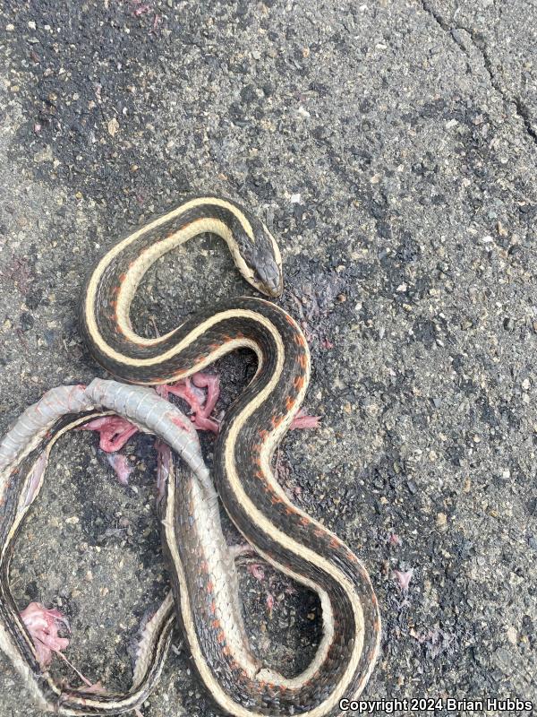 Valley Gartersnake (Thamnophis sirtalis fitchi)