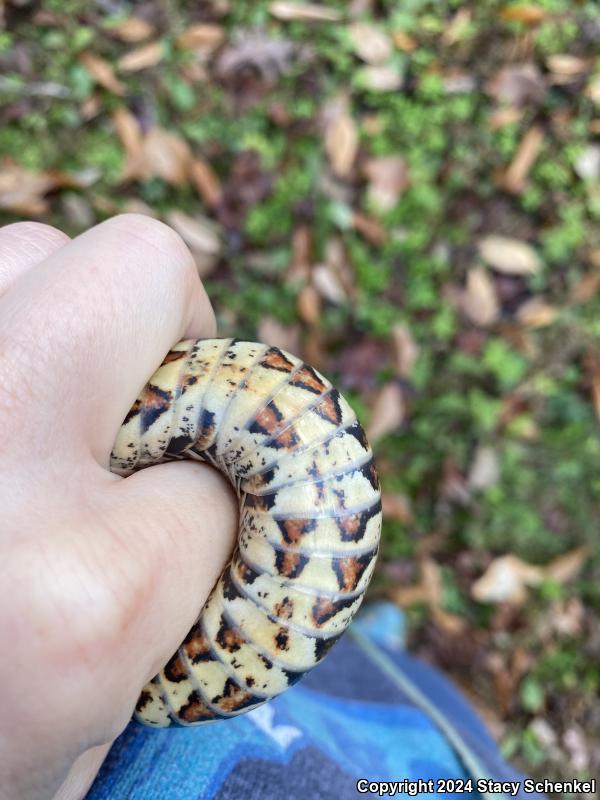 Northern Watersnake (Nerodia sipedon)