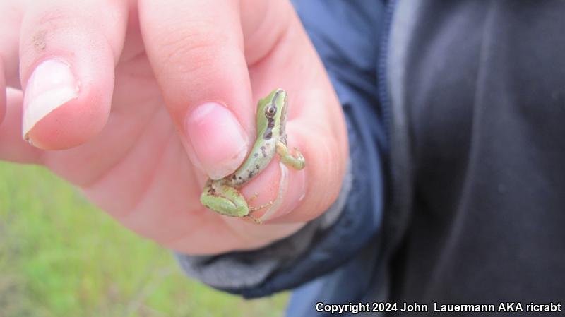 Baja California Treefrog (Pseudacris hypochondriaca)