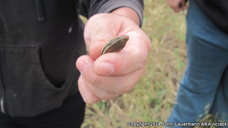 Western Skink (Plestiodon skiltonianus skiltonianus)