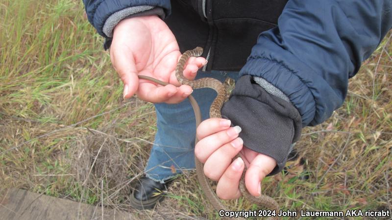 Red Racer (Coluber flagellum piceus)