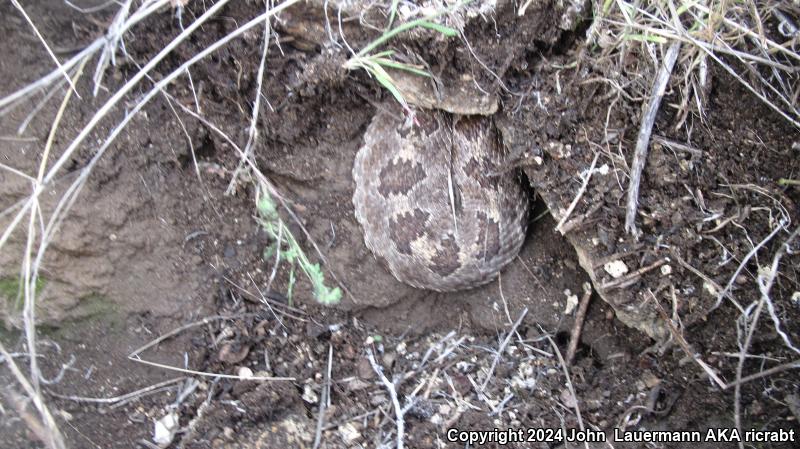 Northern Pacific Rattlesnake (Crotalus oreganus oreganus)