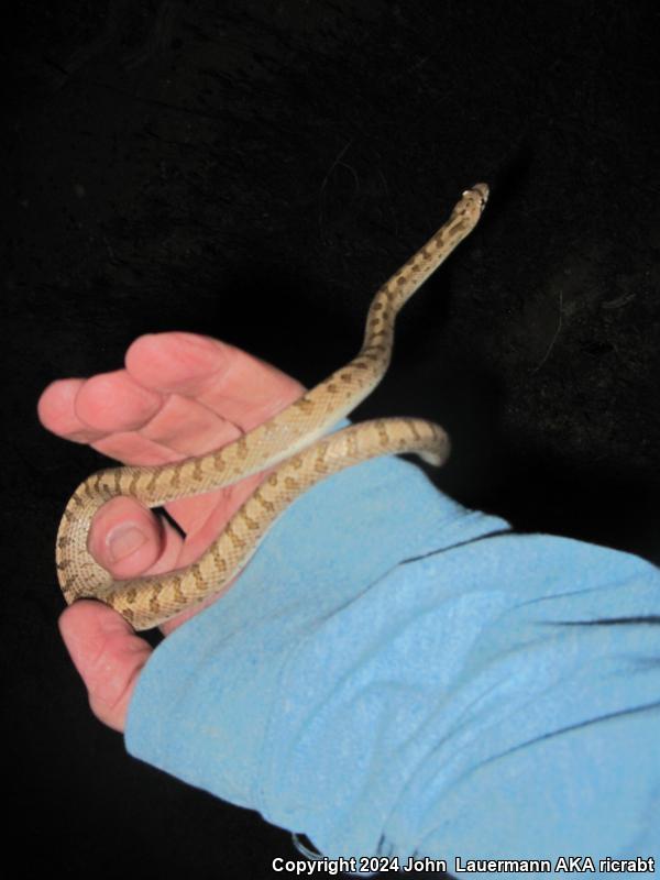 Mojave Glossy Snake (Arizona elegans candida)