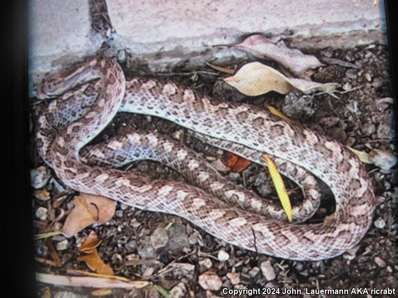 California Glossy Snake (Arizona elegans occidentalis)