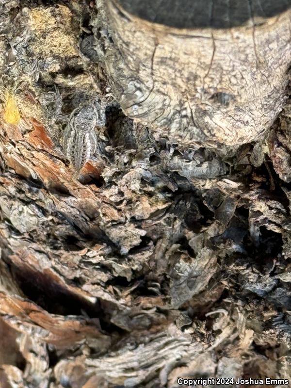 Southwestern Fence Lizard (Sceloporus cowlesi)
