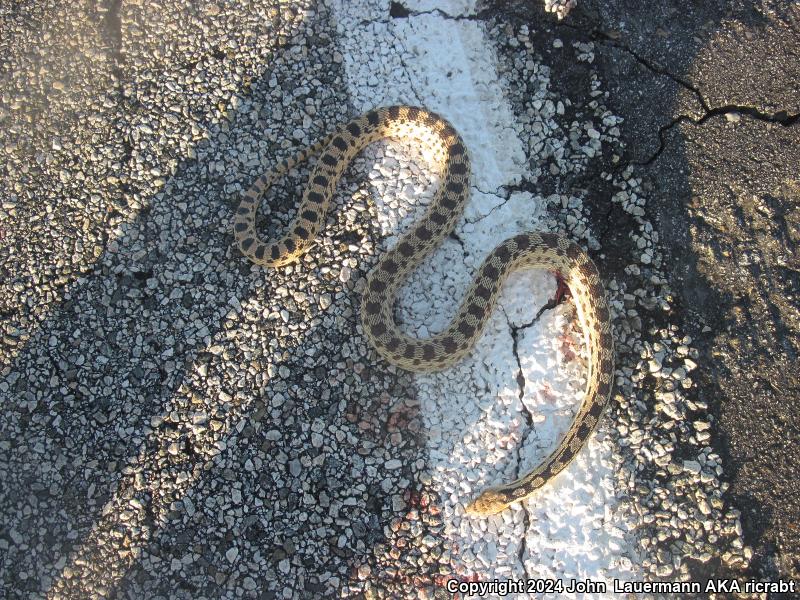 Great Basin Gopher Snake (Pituophis catenifer deserticola)