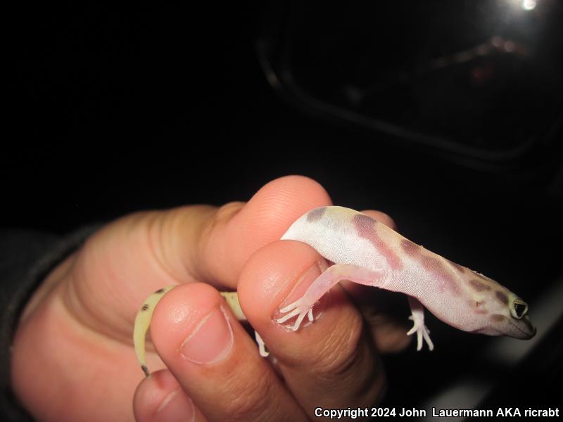 Desert Banded Gecko (Coleonyx variegatus variegatus)