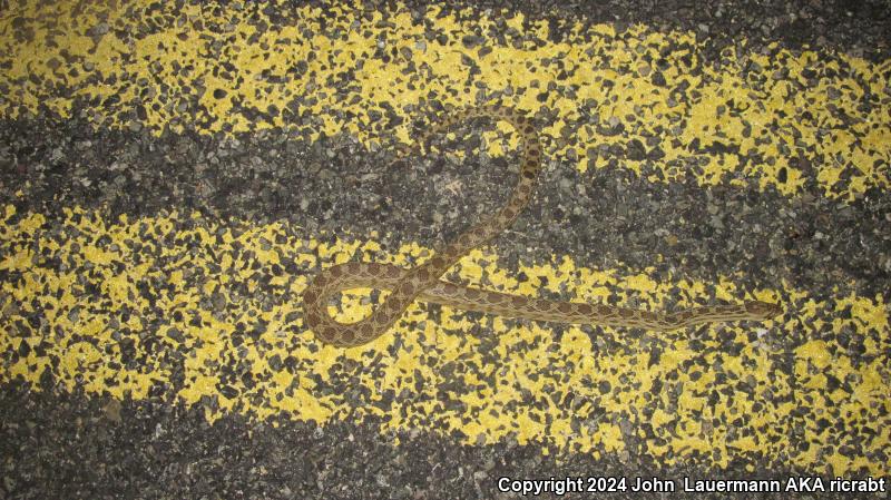 San Diego Gopher Snake (Pituophis catenifer annectens)