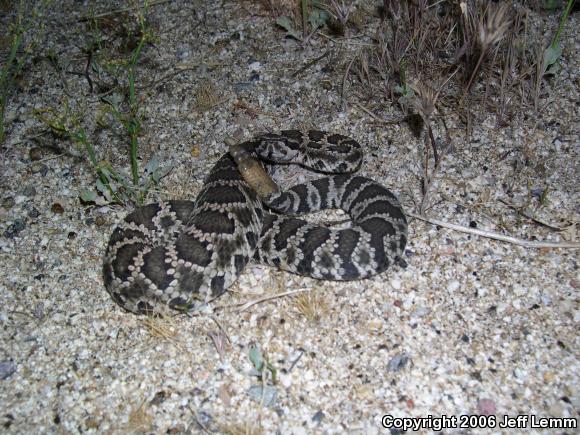 Southern Pacific Rattlesnake (Crotalus oreganus helleri)