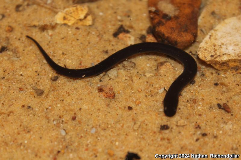 Two-toed Amphiuma (Amphiuma means)