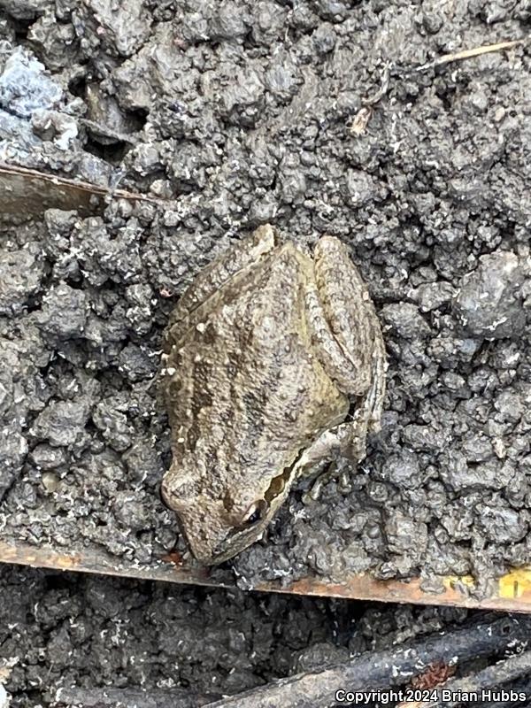 Sierran Treefrog (Pseudacris sierra)