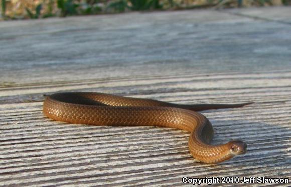 Northern Red-bellied Snake (Storeria occipitomaculata occipitomaculata)