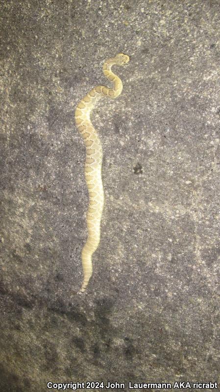 Mohave Rattlesnake (Crotalus scutulatus scutulatus)