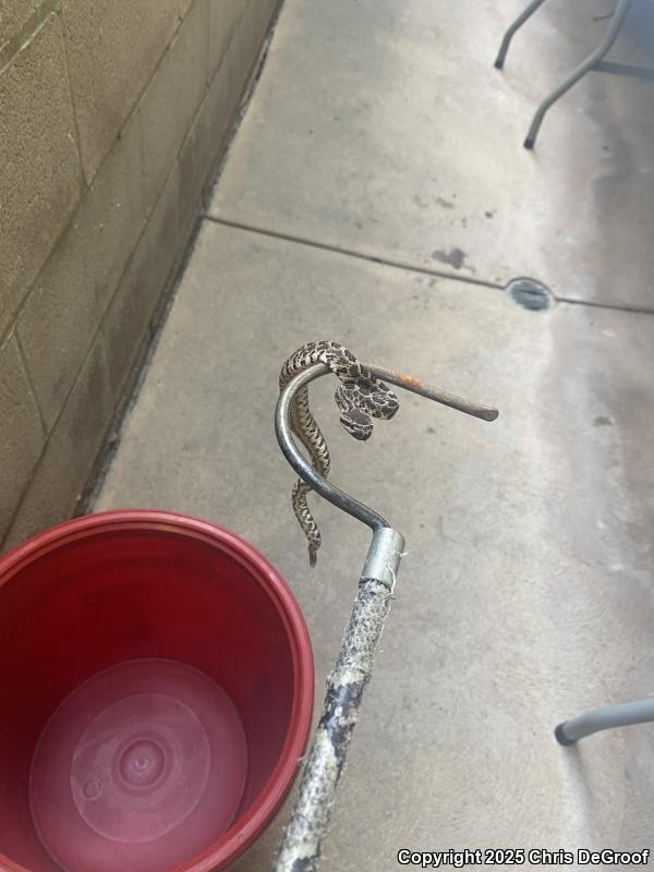 Southern Pacific Rattlesnake (Crotalus oreganus helleri)