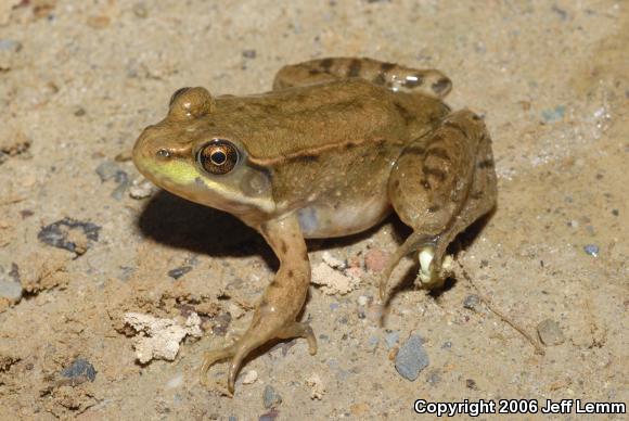 Northern Green Frog (Lithobates clamitans melanota)