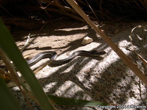 California Striped Racer (Coluber lateralis lateralis)