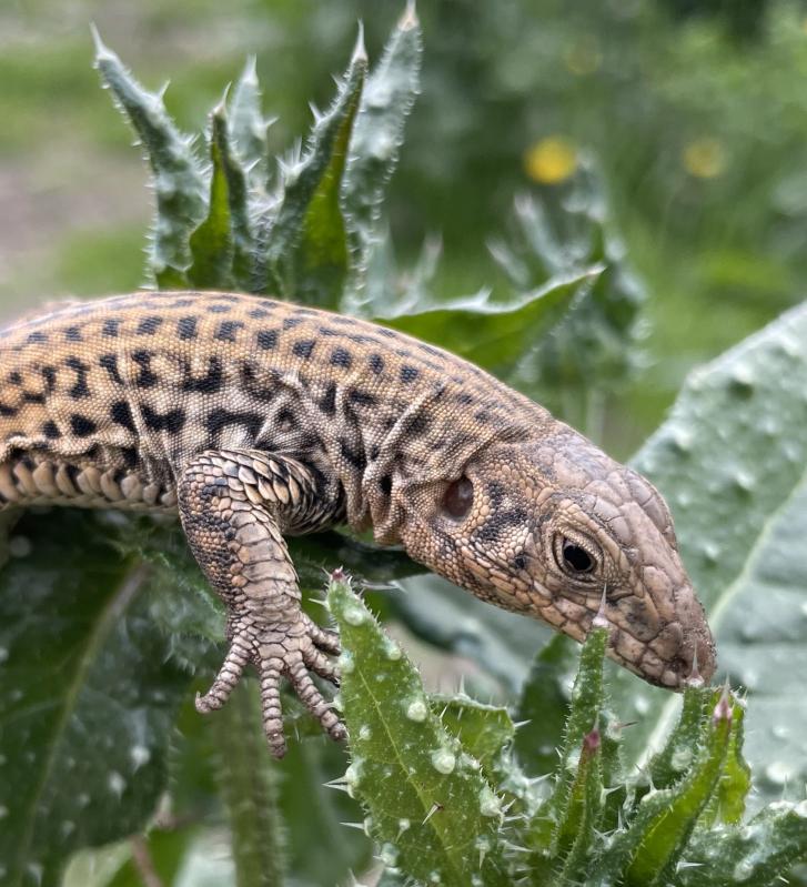 Coastal Whiptail (Aspidoscelis tigris stejnegeri)