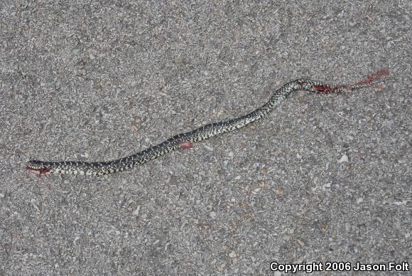 Black Kingsnake (Lampropeltis getula nigra)