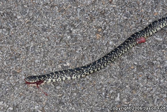 Black Kingsnake (Lampropeltis getula nigra)