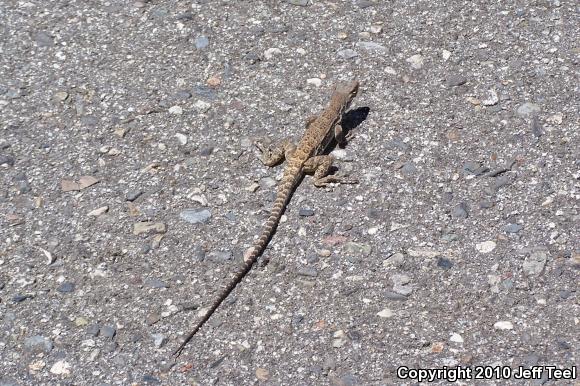 Cope's Leopard Lizard (Gambelia copei)