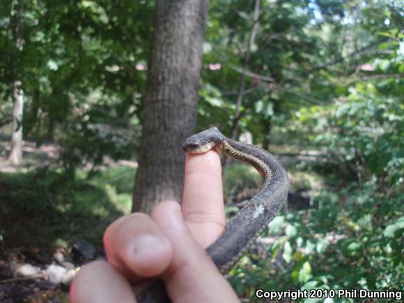 Eastern Gartersnake (Thamnophis sirtalis sirtalis)