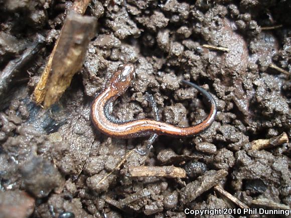 Eastern Red-backed Salamander (Plethodon cinereus)