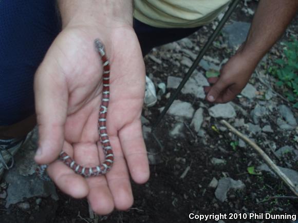 Eastern Milksnake (Lampropeltis triangulum triangulum)