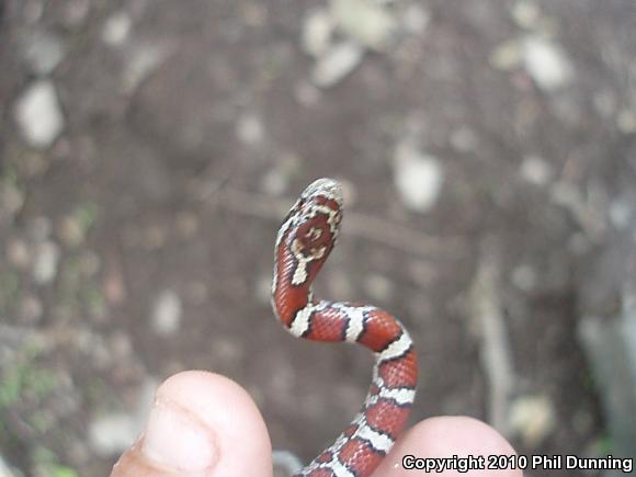 Eastern Milksnake (Lampropeltis triangulum triangulum)