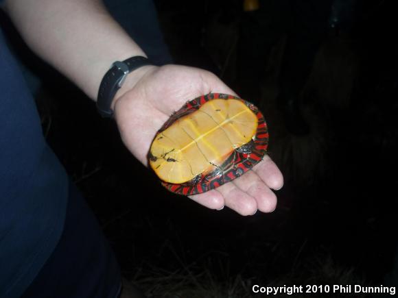 Eastern Painted Turtle (Chrysemys picta picta)